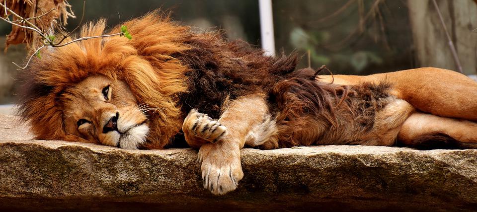 Central Park Zoo