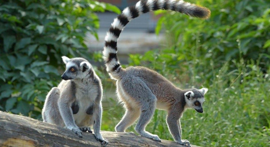 Duke Lemur Center