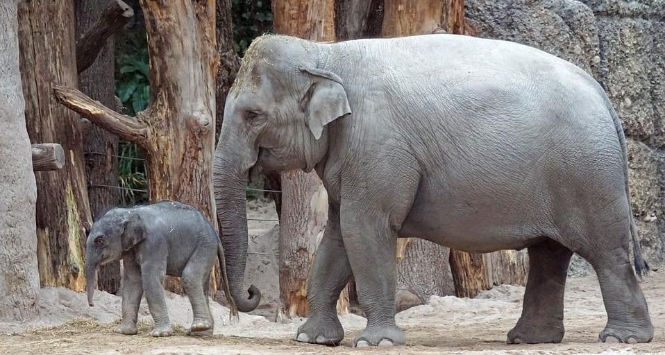 Oregon Zoo