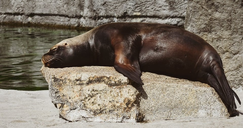 Sea Lion Caves