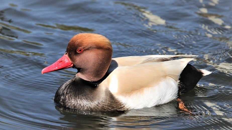 Sylvan Heights Bird Park