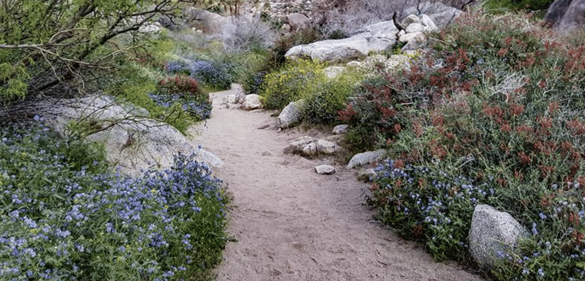 Borrego Canyon Trail