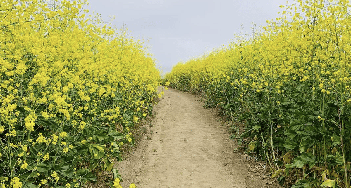 Laguna Coast Wilderness Park Trails