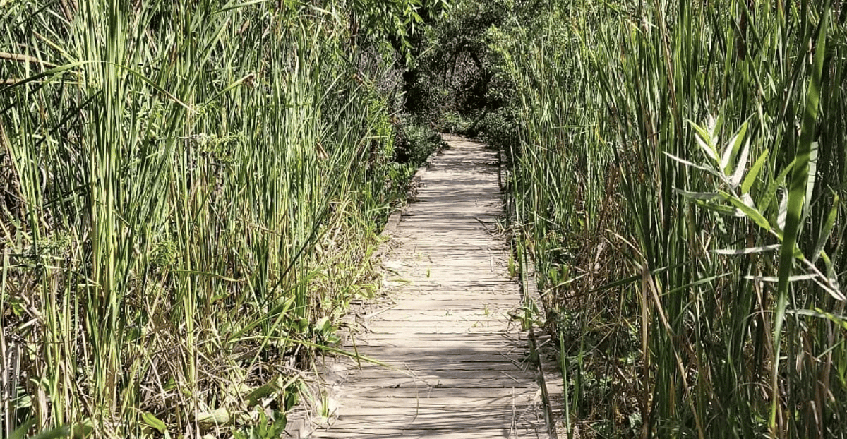 Peters Canyon Loop Trail