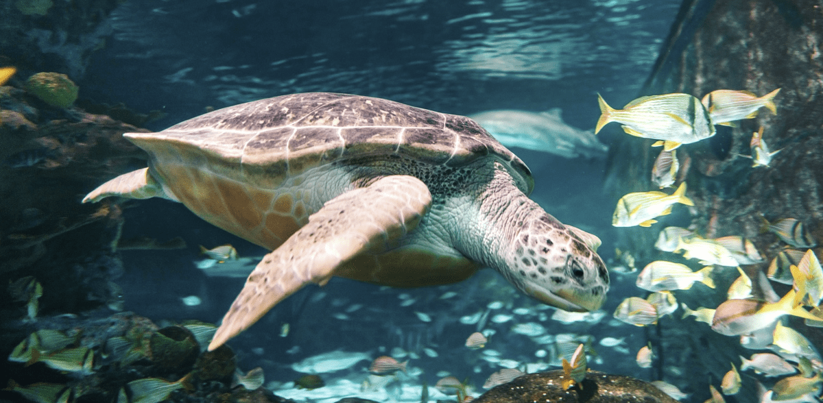 Ripley’s Aquarium of the Smokies