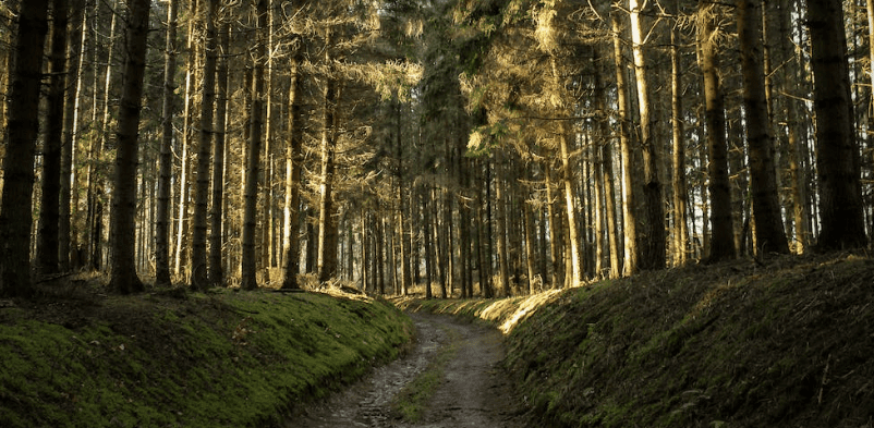 Alabama State Park Hiking Trails