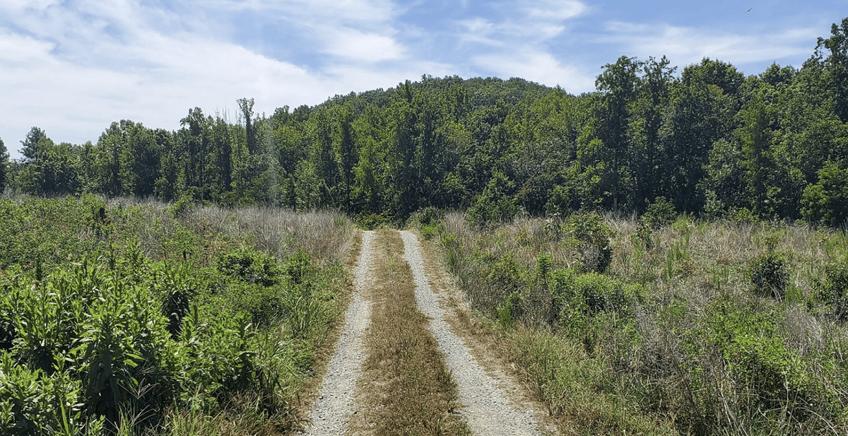 Uwharrie National Forest