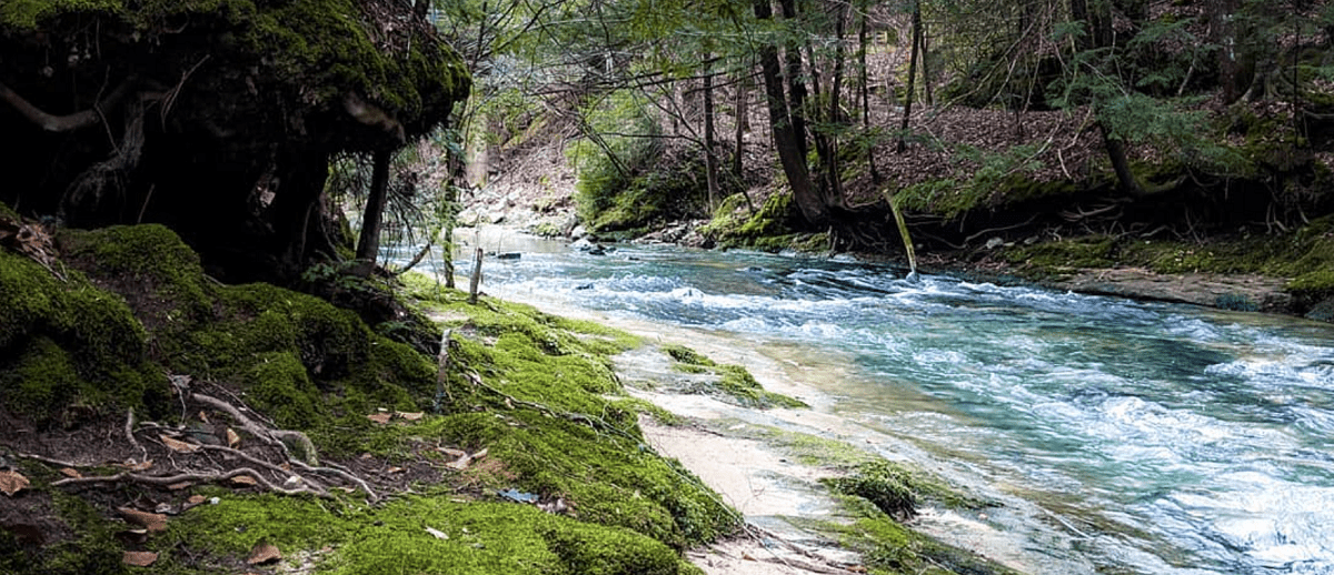 Bankhead National Forest