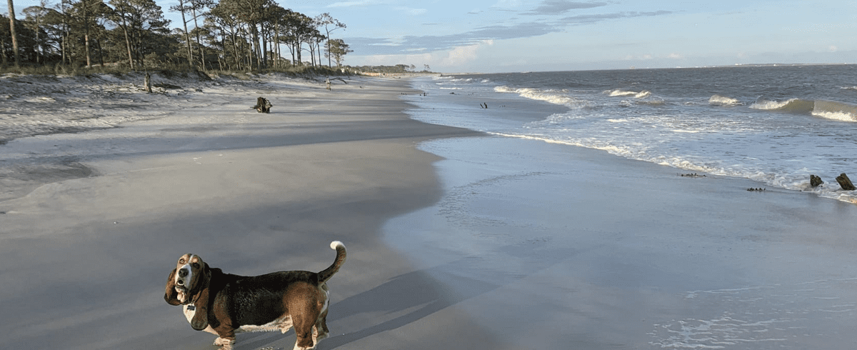 Dauphin Island East End Public Beach