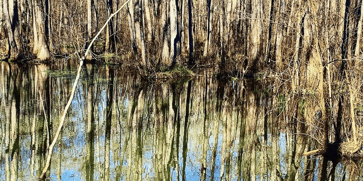 Ebenezer Swamp Ecological Preserve