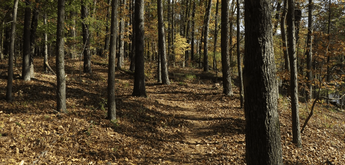 Jimmy Sims Birding Trail Hike