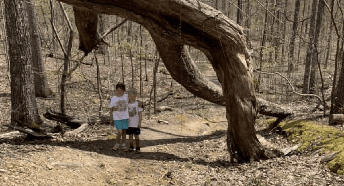 Mountain Mist Trail