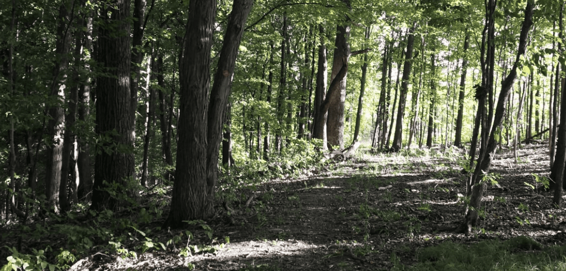 Ruffner Mountain Trail