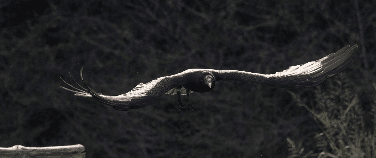 Southeastern Raptor Center