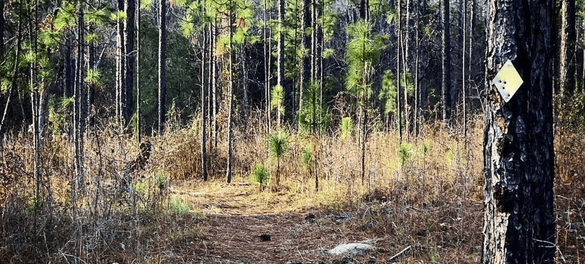 Tuskegee National Forest Hiking